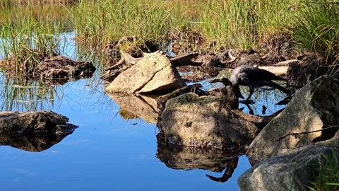 Black crow walking slowly on granite rocks on wild lake shore Stock Footage 343734210