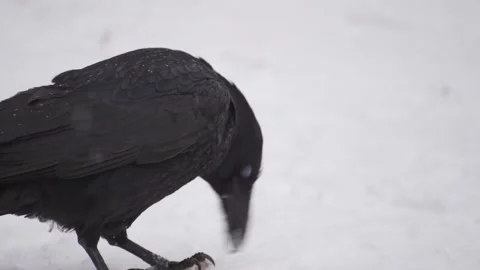 Black crow walking in the snow in slow motion Stock Footage 146879488