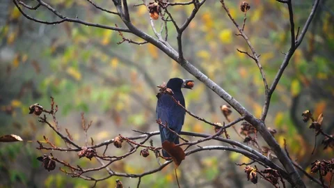 Black crow on walnut tree. Crow is sitting on a branch with some food  Stock Footage