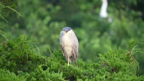 Black Crown Night Heron in Tree Preening Stock Footage 160243036