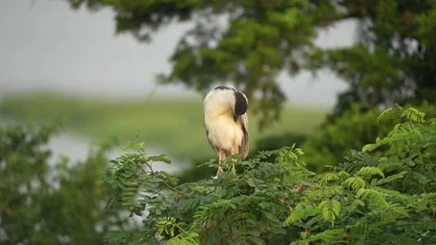 Black Crown Night Heron in Tree Preening Stock Footage 160243070