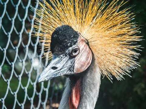 Black crowned crane in captivity at the zoo Stock Photos