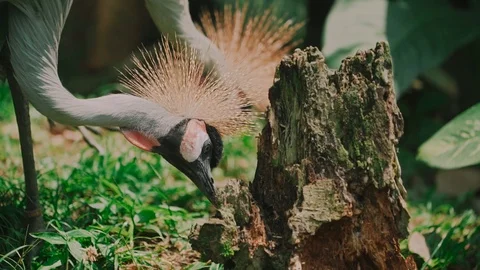 Black crowned crane eats insects, reptiles. Feeding on the grass Stock Footage 116530415