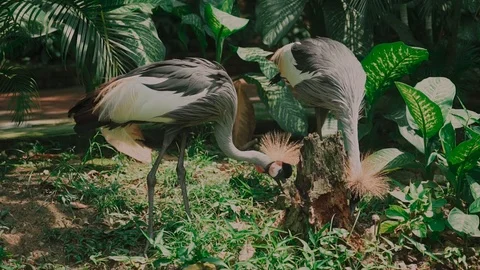 Black crowned crane eats insects, reptiles. Feeding on the grass Stock Footage 116530747