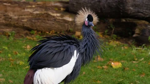 A black crowned crane  Stock Footage 135522277