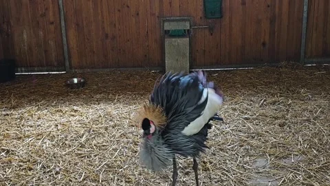 A black crowned crane Stock Footage 271492929