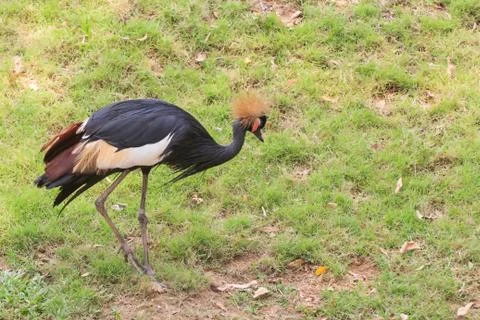 Black crowned crane Stock Photos