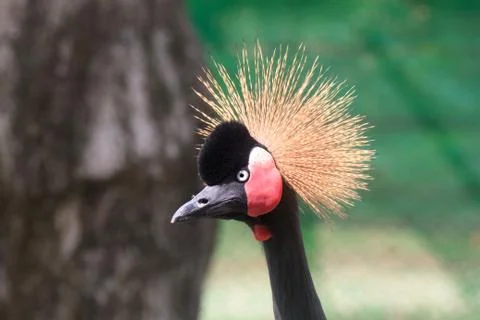 Black crowned crane Stock Photos