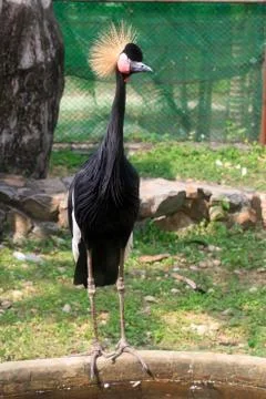 Black crowned crane Stock Photos