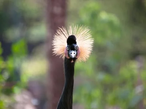 Black crowned crane Stock Photos