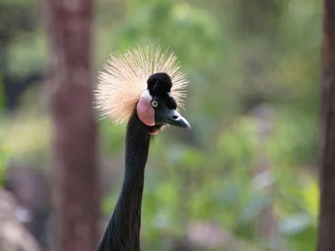 Black crowned crane Stock Photos