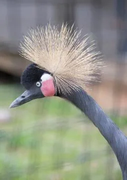 Black Crowned Crane Stock Photos