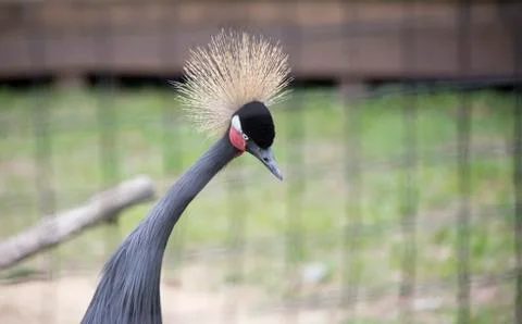 Black Crowned Crane Stock Photos