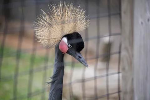 Black Crowned Crane Stock Photos