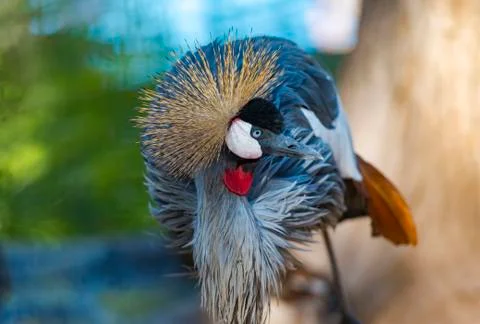 Black Crowned Crane Stock Photos