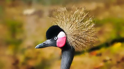 Black Crowned Crane Stock Photos