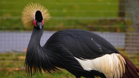 Black crowned crane resting Stock Footage 144045647