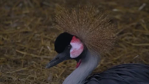 A black crowned crane resting Stock Footage 263602272