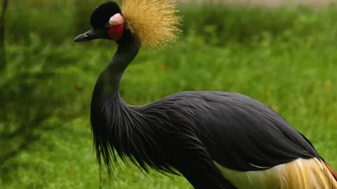  Black crowned crane walking Stock Footage 144333307