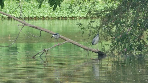 Black-crowned night heron drinking water Stock Footage 88329703