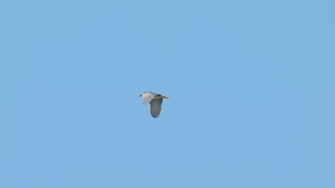Black-crowned night heron flight (slow motion) Stock Footage 320824864