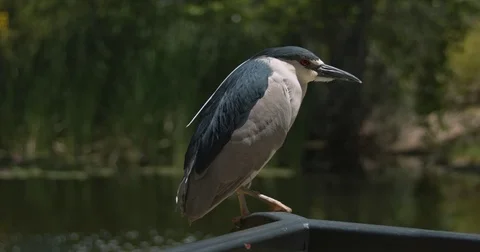 Black-Crowned Night Heron Flys Away Stock Footage 76329652