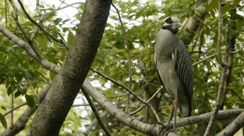 Black-crowned night heron 스톡 동영상 10891579