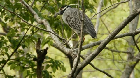 Black-crowned night heron 스톡 동영상 11016428