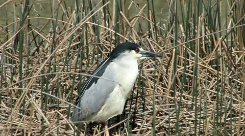 Black-crowned Night heron Stock Footage 11827741