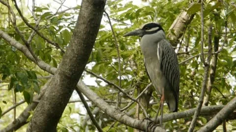 Black-crowned night heron Stock Footage 12411258