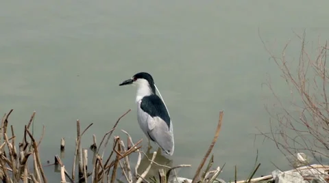 Black-crowned Night Heron Stock Footage 37442998
