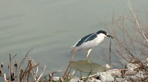 Black-crowned Night Heron Stock Footage 37443069