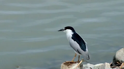 Black-crowned Night Heron Stock Footage 37443110