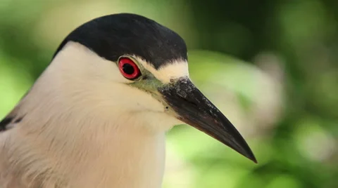 Black Crowned Night Heron Stock Footage 56250552