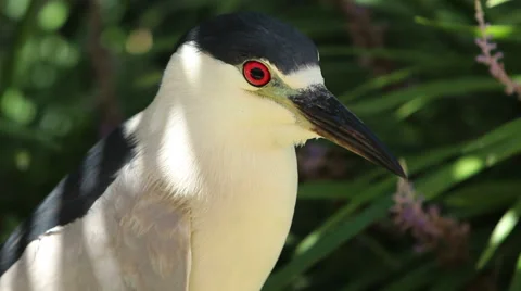 Black Crowned Night Heron Stock Footage 56250893