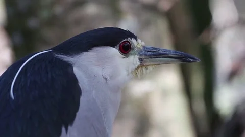 Black Crowned Night Heron Stock Footage 70565903