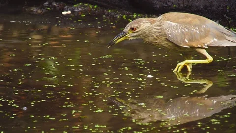Black-crowned night heron Видео 76033058