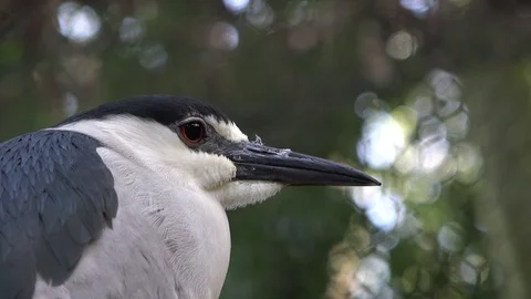 Black-crowned night heron Stock Footage 104579090