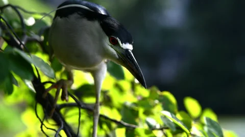 Black Crowned Night Heron Stock Footage 138601411