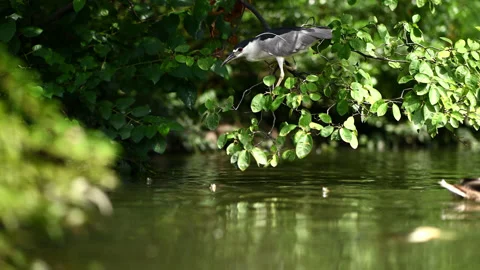 Black Crowned Night Heron Stock Footage 138601428