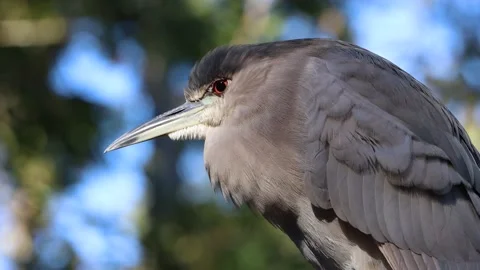 Black-crowned night heron Stock Footage 142292960