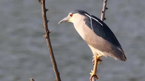 Black-Crowned Night Heron Stock Footage 333054080