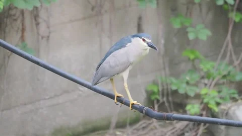 Black crowned night heron Stock Footage 335662020