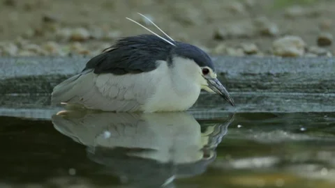 Black-crowned night heron foraging in the water 스톡 동영상 343920049