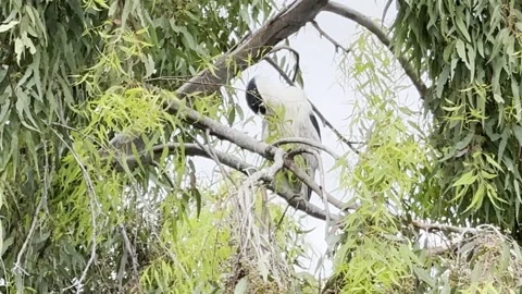 Black-crowned night heron grooms in a tree Video stock 322551153