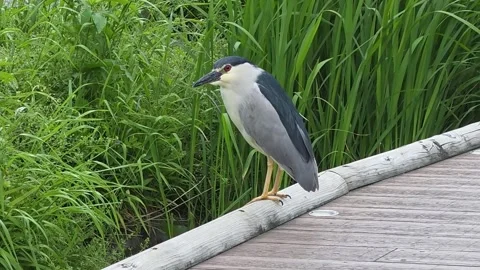 Black-Crowned Night Heron Jumping Down to a Stream While Foraging Stock Footage 339632754