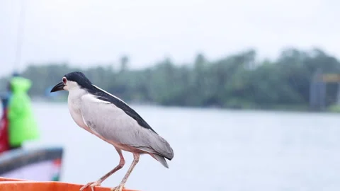 A black-crowned Night Heron perched calmly on the edge of a boat 库存影片 292645346
