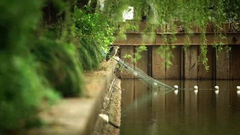 A Black-crowned Night Heron Perched the riverside Stock Footage 332681804