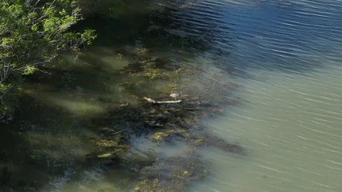 Black-crowned night heron perched on a floating log in marshy river water Stock-Footage 336679999