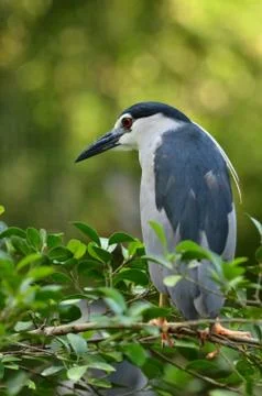Black-crowned night heron Foto stock